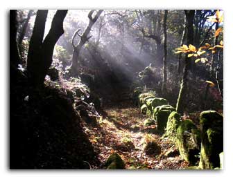 Bosque
